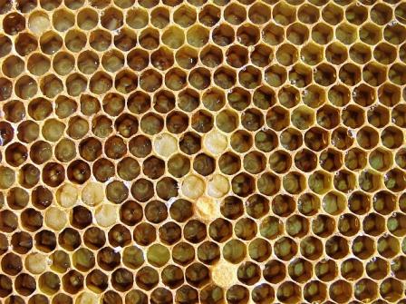 siklus hidup lebah