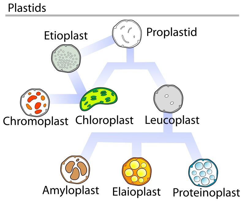 jelaskan perbedaan antara leukoplas kromoplas dan kloroplas