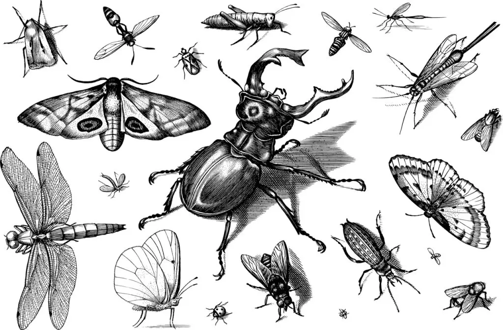 contoh hewan arthropoda serangga