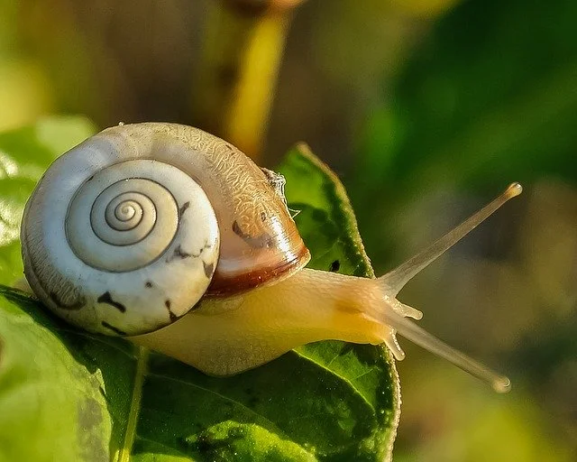 contoh hewan mollusca gastropoda siput